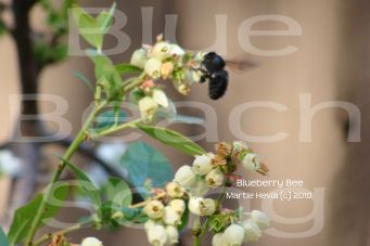 Blueberry Bee 2 - Martie Hevia (c) 2010