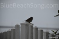 Bird in Half Moon Bay 2016 Summer 2wm