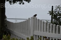 Bird in Half Moon Bay 2016 Summer 3wm